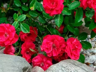 Guía completa para la poda de rosales: consejos para cada variedad