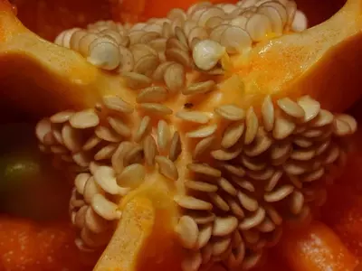 Cultivando en Casa: Secretos para Reproducir Verduras del Supermercado y Optimizar tu Huerto