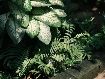 Guía Definitiva para la Jardinería en Áreas Sombreadas