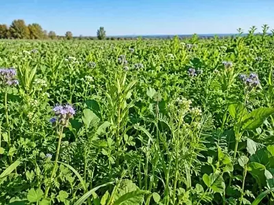 Cultivos de Cobertura: Una Estrategia Agrícola Resiliente ante la Sequía en Europa