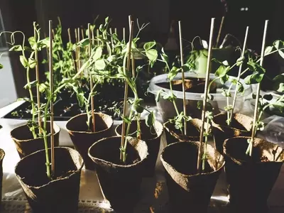 Guía Completa para el Cultivo Exitoso de Guisantes en Hogares y Huertos Urbanos
