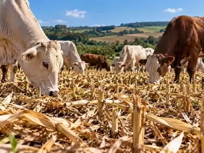 Mejora del Rendimiento Agrícola Mediante el Pastoreo de Residuos de Maíz en Brasil