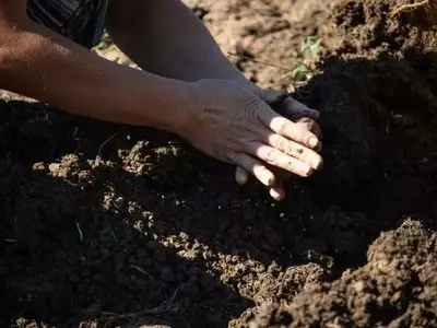 La recuperación fúngica del suelo, un proceso más lento que la vegetación