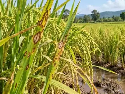 Ghana: Investigación Revela Extensa Enfermedad del Arroz y Soluciones Fungicidas