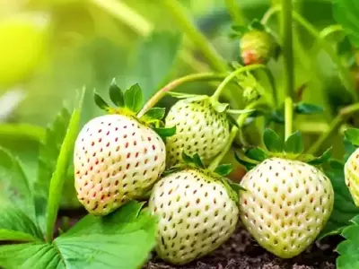 Cultiva Fresas Blancas en Casa: La Guía Completa de la Pineberry