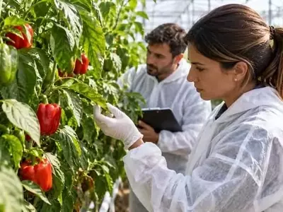 Andalucía Lucha Contra el 'Thrips Parvispinus' en Cultivos de Pimiento