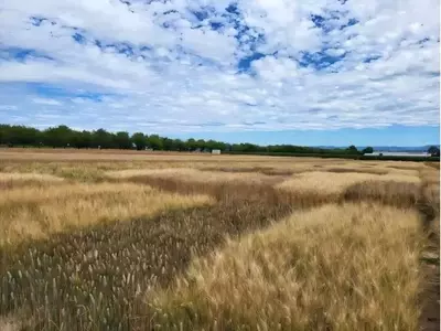 El CO₂ Atmosférico Modifica las Proteínas del Trigo, Afectando su Calidad para la Panificación