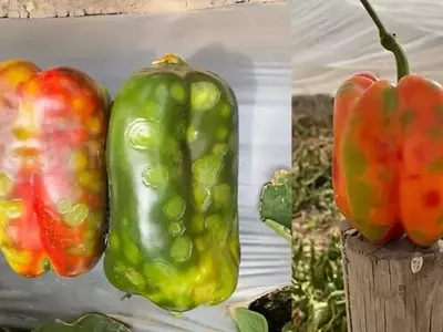Descubrimiento viral en Chile: Un nuevo patógeno afecta a tomates y pimientos