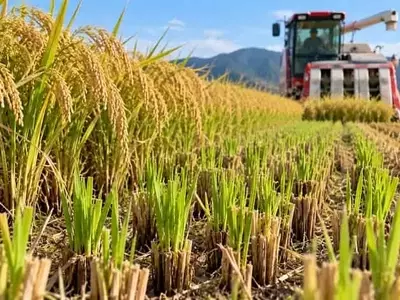 Japón logra dos cosechas de arroz con una sola siembra: Avance revolucionario en la productividad arrocera