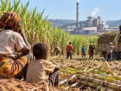 La Paradoja del Azúcar en Uganda: Crecimiento de la Producción vs. Seguridad Alimentaria Familiar