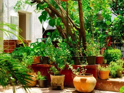 Guía Definitiva para Establecer un Huerto Urbano Fructífero en Macetas Grandes