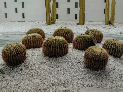 Diseño de Jardines: Creando Oasis Personales con Estilo y Sostenibilidad