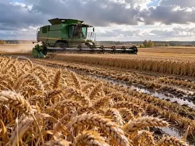 Cosecha de Trigo en Canadá: Abundancia Empañada por la Baja Calidad