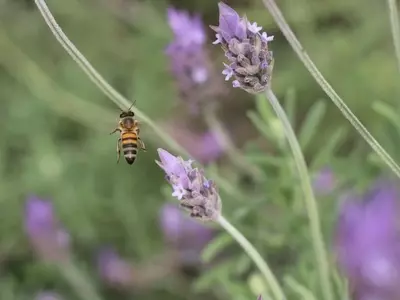 Cultiva un Oasis de Vida: Atrae Polinizadores y Beneficia tu Jardín
