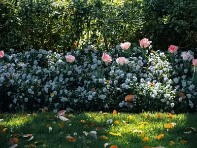 La Danza Estacional de la Flora: Transformación y Adaptación