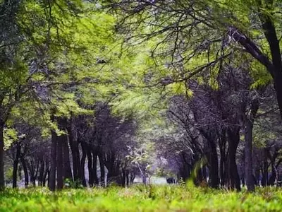 El algarrobo blanco: un aliado forrajero para la ganadería argentina