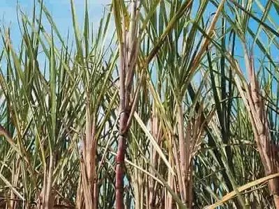 La producción de caña de azúcar en Portuguesa: Un análisis de la zafra 2026-2027