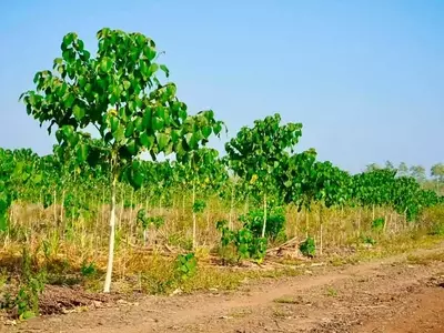 Gmelina arborea: Un Análisis Detallado de sus Características Botánicas y Usos