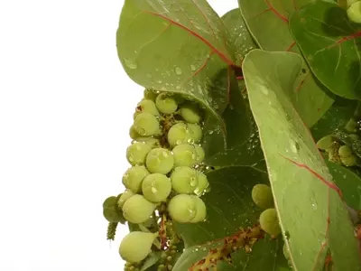 Coccoloba uvifera: Guía Completa para el Cultivo y Cuidado de la Uva de Mar