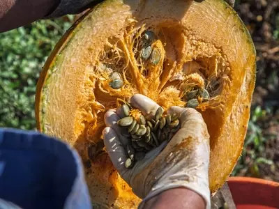 Guía Definitiva para la Recolección, Conservación y Siembra de Semillas Vegetales Caseras