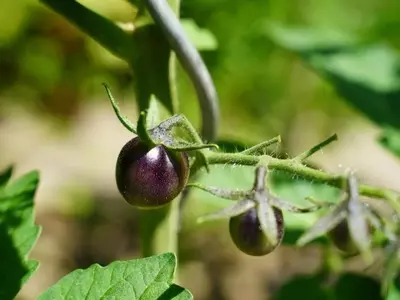El Tomate 'Indigo Rose': Una Revolución en el Huerto y la Nutrición