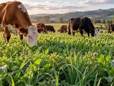 La Diversificación de Pasturas en Australia: Más Especies No Siempre Equivalen a Mejor Forraje