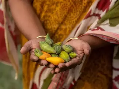 Solidaridad, EWS-KT y East-West Seed Fortalecen Alianza para Agricultores en Asia y África