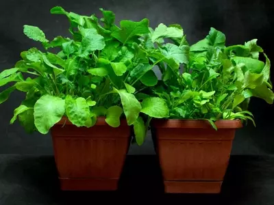Cultivo de Verduras en Espacios Reducidos y con Poca Luz: Una Guía Completa