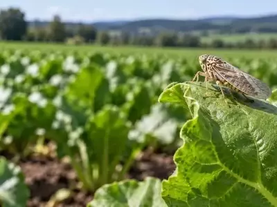 Investigación en Reino Unido Aborda Amenazas Agrícolas Bacterianas en Europa