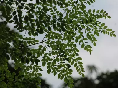 Guía Definitiva para el Cultivo y Cuidado del Árbol de Moringa en tu Hogar