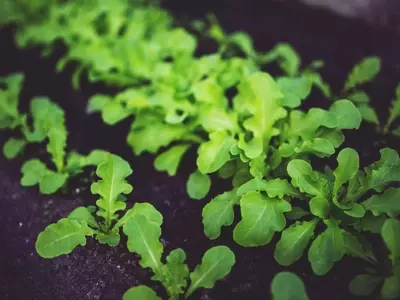 Cultivos de Otoño para una Cosecha Pre-Invernal Exitosa