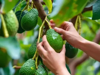 Territorio Aguacate 2026: Impulso a la Industria del Aguacate Hass