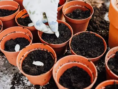 Dominando la Siembra: La Clave para un Huerto Exitoso