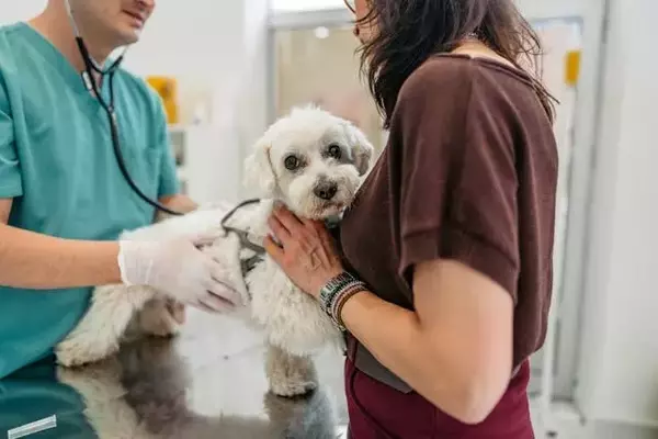 Recognizing Urgent Pet Health Issues: When to Seek Emergency Veterinary Care