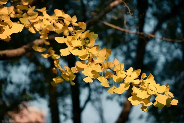 El Ginkgo Biloba en Maceta: Guía Esencial para su Cultivo y Esplendor Otoñal