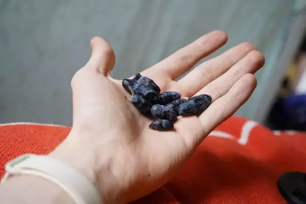 La Madreselva Azul: Un Cultivo Excepcional para Climas Fríos y Productores Innovadores
