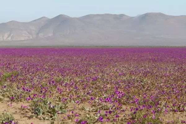 El Desierto Florido de Atacama: Un Espectáculo Natural Inigualable
