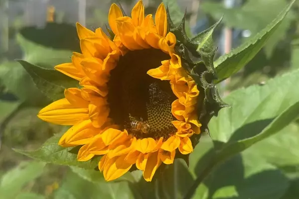Crea un Santuario para Polinizadores: Guía Completa de Jardinería Sostenible