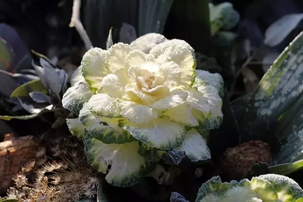 Cultivando en Invierno: Guía Completa para un Huerto Productivo y Protegido
