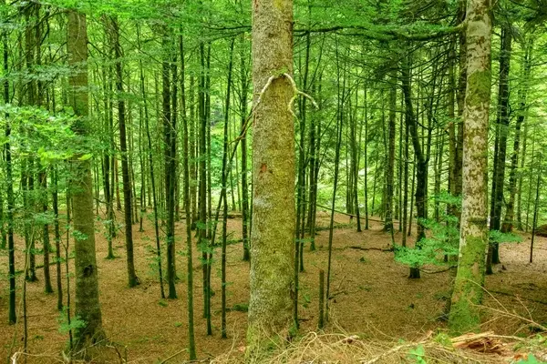 Los Secretos Químicos de la Interacción Vegetal en los Bosques