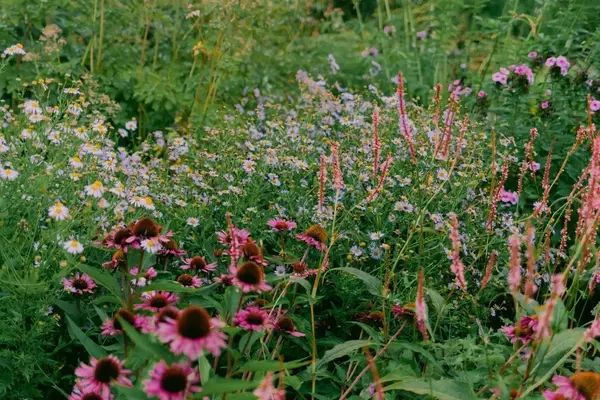 Renaturalización de Jardines: Creando Belleza Sostenible