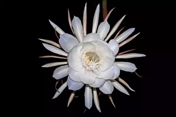 El Encanto Nocturno: Jardines Que Cobran Vida al Anochecer