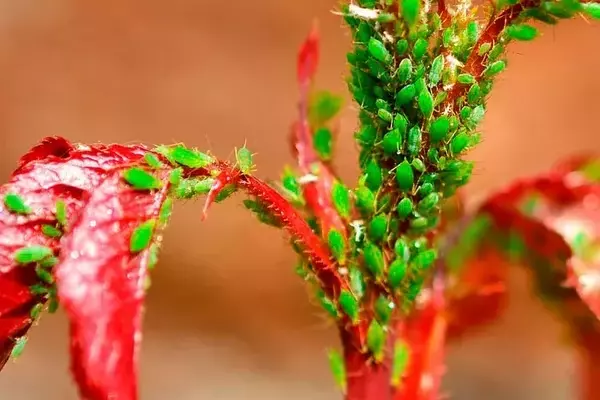 Control Integrado de Plagas en Rosales: Guía Completa para un Jardín Saludable