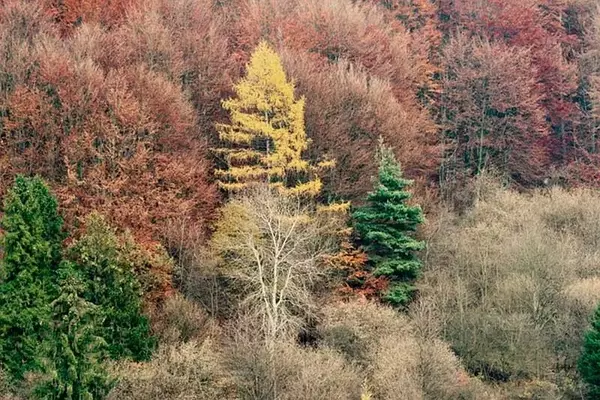 La Resiliencia de los Ecosistemas Forestales: El Poder de la Biodiversidad frente al Cambio Climático