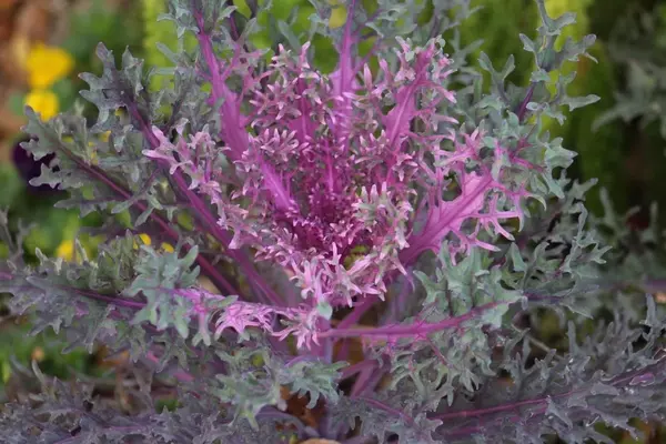 Descubre el Kale: Variedades, Beneficios y Recetas Saludables