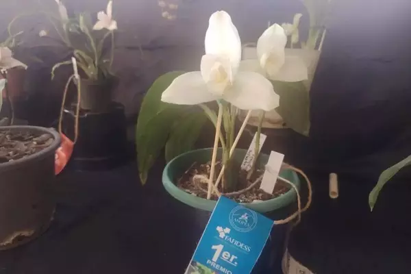Celebración Floral: Ferias de Orquídeas Unen Aficionados y Expertos