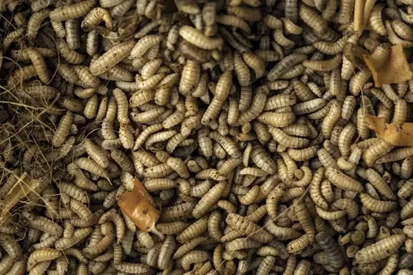 La mosca soldado negra: una solución revolucionaria para el compostaje y la economía circular