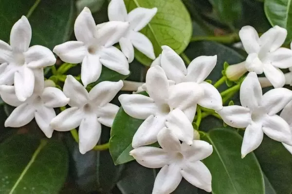 El Arte de la Poda del Jazmín: Claves para una Floración Abundante y Saludable