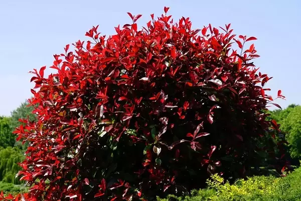 Plantas Exterior Resistentes: Jardines Vibrantes Todo el Año