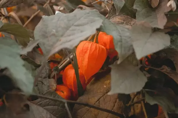 Descubre el Physalis: Cultivando la 'Fruta de Oro' en tu Hogar